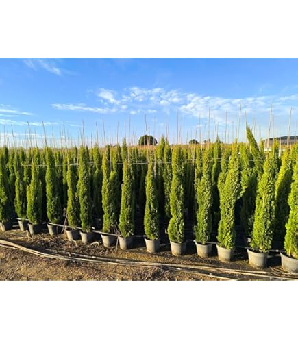 Seto Exterior Perenne Ciprés Leylandii 'Castlewellan Gold' En Maceta