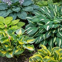 4 Bulbi Di Hosta Perenne – Pianta Erbacea Resistente Per Giardini, Mezz'ombra E Terreno Umido