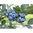 Grow Your Secret Garden Blueberry 15 Seeds, Vaccinium