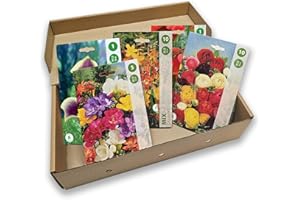 NOJAUS SĖKLOS Nojus - Mix di bulbi di fiori estivi - Un assortimento vibrante per fioriture durature - Set di Perenni da giardino biologico resistente