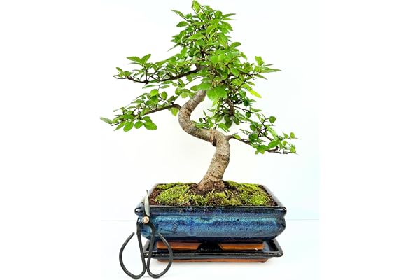 Bonsaï Arbre avec pot de fleurs en céramique d'env. 25-35 cm de haut, soucoupe et ciseaux - Coffret cadeau bonsaï - (Bol de 20 cm environ 8-9 ans, bonsaï orme chinois)
