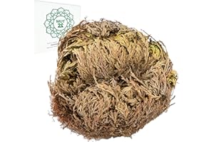 MUT22 2 Rosas de Jericó 15CM XXXL, Plantas Místicas de Resurrección para Decoración y Meditación