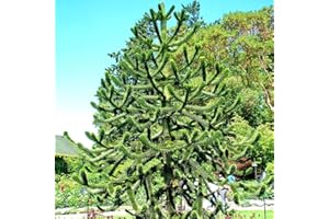 THOMPSON & MORGAN Large Gardens Easy to Grow Your Own Araucaria araucana Monkey Puzzle Tree Hardy Plants for 2 x 7cm Pots by Thompson and Morgan (2)
