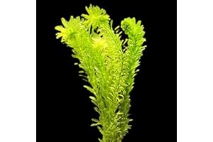 WASSERPFLANZEN WOLFF - ein Bund schöne Dichtblättrige Argentinische Wasserpest/Egeria Densa Sauerstoffpflanze für Kaltwasser und Warmwasser Aquarium