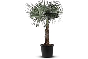 Tropictrees Trachycarpus Fortunei Palmier à Chanvre avec Une Hauteur de Tronc de 60-80 cm | Hauteur 170cm | Feuilles Vertes | Paume pour l'intérieur et l'extérieur