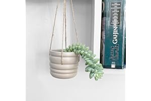 CLOUDS HILL SUCCULENTS Live Burrows Tail (Sedum Morganianum) Trailing Succulent House Plant (Plant & 6cm hanging pot)