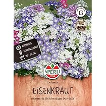 Eisenkraut Finesse Saatgut – Lilafarbene Blüten, Mehrjährig, 100 Korn, Für Beet & Rabatte