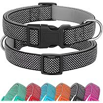 Reflektierendes Hundehalsband – Nylon Mit Neopren-Polster, Verstellbar 40–60 Cm | Für Kleine & Mittlere Hunde