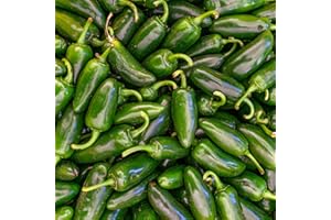 CHILLI MASH CO. Fresh Green Jalapeno Chilli | 1kg | Chilli Mash Company