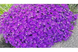 Aubrietia cascade violet, Aubriètes 120, plante vivace, couvre-sol, rocaille