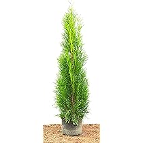 5x Thuja Smaragd 80-100cm - Immergrüne Heckenpflanzen Für Sichtschutz