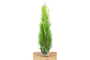 ‎PLANTAPRO Thuja occidentalis 'Smaragd' 80–100 cm – Winterhart, Immergrün, Pflegeleicht – Smaragd-Lebensbaum – Heckenpflanze für Garten & Sichtschutz