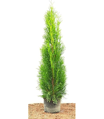 Spirale Formschnitt - Lebensbaum - Thuja occidentalis smaragd - 125-150cm  im 20 Ltr. Topf : Amazon.de: Garten