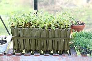 Haxnicks RT230101 Maxi Wurzeltrainer 40 Zellen, Schwarz