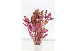 PondPlantsUK Alternanthera reineckii-submerged - Aquarium Plants