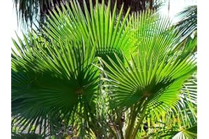 TROPICAL-SEEDS Washingtonia robusta 20 Palmensamen Petticoat-Palme