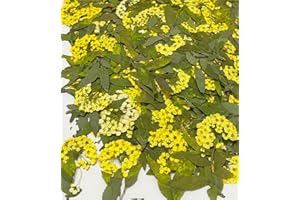 HANDI-KAFU 12 pcs Yellow Narcissus with Stem Real Natural Dried Pressed Flowers for Resin Art Craft DIY Making Card Home Party Décor