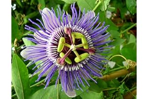 Passiflore Purple Haze C 3 Litres