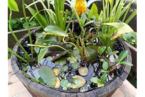 HAUS & GARTEN Piante Laghetto Set Mini Stagno con Wasserschwaden, Kalmus, Fieberklee e Hechtkraut di Naturteichen, Fantastica Merce, Nie Wieder Algenprobleme