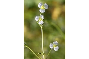 WASSERPFLANZEN WOLFF - 2er-Set - Alisma plantago-aquatica - winterhart - Froschlöffel, weiß - heimisch - QUALITÄTSSTAUDEN in 9er Töpfen