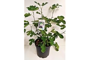 PLANTENWELT WIESMOOR winterharte eßbare Feige, Ficus carica Brown Turkey 60-80 cm hoch im 5 Liter Pflanzcontainer