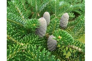 GREEN FUTURE PFLANZENHANDEL Zwerg-Koreatanne Abies koreana 'Nana' Pflanze 5-10cm Korea-Tanne Tanne Rarität