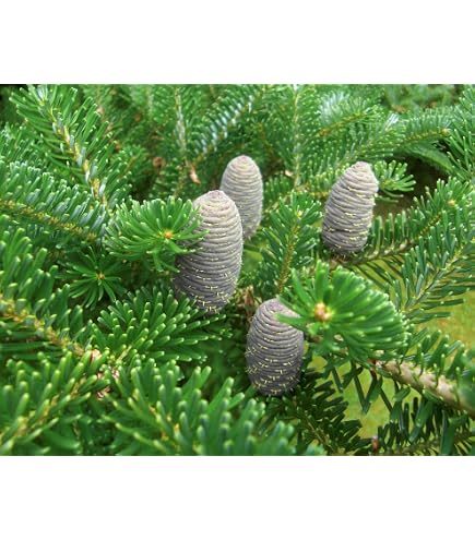 Abies koreana - Koreatanne - Tanne - Bonsai 45-60cm : Amazon.de: Garten
