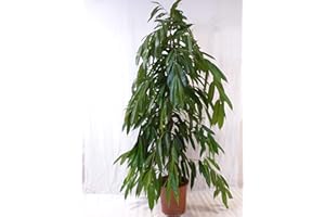 PALMENLAGER.DE [Palmenlager] - XL Ficus bin. "Amstel King" - 150 cm/Zimmerpflanze ähnlich benjamini