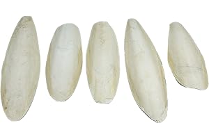 Britten & James Pack de 5 grandes jibias naturales, de 5.5 a 8 pulgadas, 13-20cm. Nuestras sepias son adecuadas para pericos, periquitos y canarios, tortugas, caracoles y terrapinas.