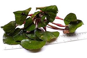 Mühlan Aquatic Plants 1 Trapa Natans for pond, floating plant against algae