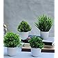 Litleo Set of 4 Mini Decorative, Home Office or Gift Bonsai Wild Artificial Plant with Pot Green