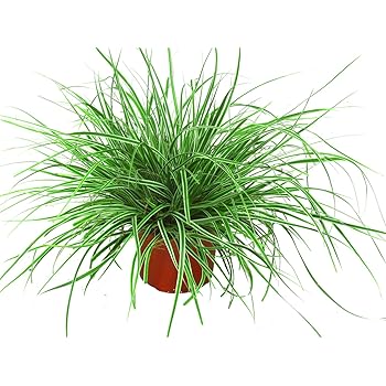 Carex oshimensis "Everest" - Segge - Ziergräser winterhart