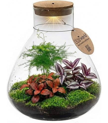 Terrarium • Milky Coffea avec éclairage LED • Kit de bouteilles de jardin à monter soi-même avec