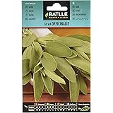 Semi di erba di Batlle - sage officinalis (semi - 25-35cm)
