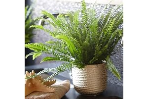 GARDENERSDREAM Nephrolepis Fougère de Boston | de 25 à 35 cm Plante en Pot pour la Maison ou le Bureau | Meilleure Plante d'intérieur