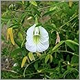GardenHunt Shankupushpi (White Single Petal) Aparajitha/Sangu Poo/Clitoria ternatae/Butterfly Pea Flower Seeds (Pack of 15 Seeds) - GardenHunt