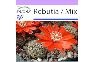 SAFLAX - Rebutia - 40 Seeds - Rebutia/Mix