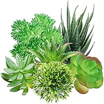 QUOZUO Groene vetplanten, 6 stuks mini nep vetplanten voor doe-het-zelf thuis bloemen muur kantoordecoratie (exclusief potten QUOZUO Groene vetplanten, 6 stuks mini nep vetplanten voor doe-het-zelf thuis bloemen muur kantoordecoratie (exclusief potten