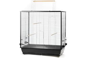 Ollesch 943000 Fiona Vogelheim