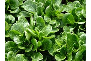 MES GRAINES POTAGÈRES Lote de 500 semillas de canónigos - Variedad para consumir cocida o en ensalada - Rica en nutrientes - 100% natural - Calidad gustativa - Garantía de germinación - 100% reproducible