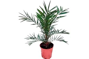 VIPARPLANT Palmera Phoenix Canariensis - (Altura 50 Cm aprox) -Palmera Natural Canaria - Palmera de Interior y Exterior - Planta Viva