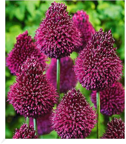25 Allium Sphaerocephalon Zwiebeln - Zierlauch Drumsticks 6/+ Cm