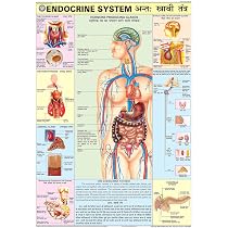 Pituitary Gland Function In Hindi