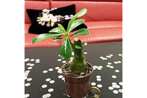 EASY PLANTS 1 Rare Adenium Obesum Desert Rose Impala Lily Succulent House Plant in Pot