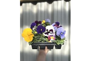 ONE CLICK PLANTS 20 Pack Pansies | 20 Plants | Yorkshire Grown | Bedding Plants Plant Out Now