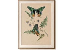 InSimSea Vintage Butterfly Framed Wall Art for Living Room, Elegant Botanical Nature Print, Perfect for Adding Timeless Charm and Beauty to Home Walls and Interior Spaces 16L x 12W