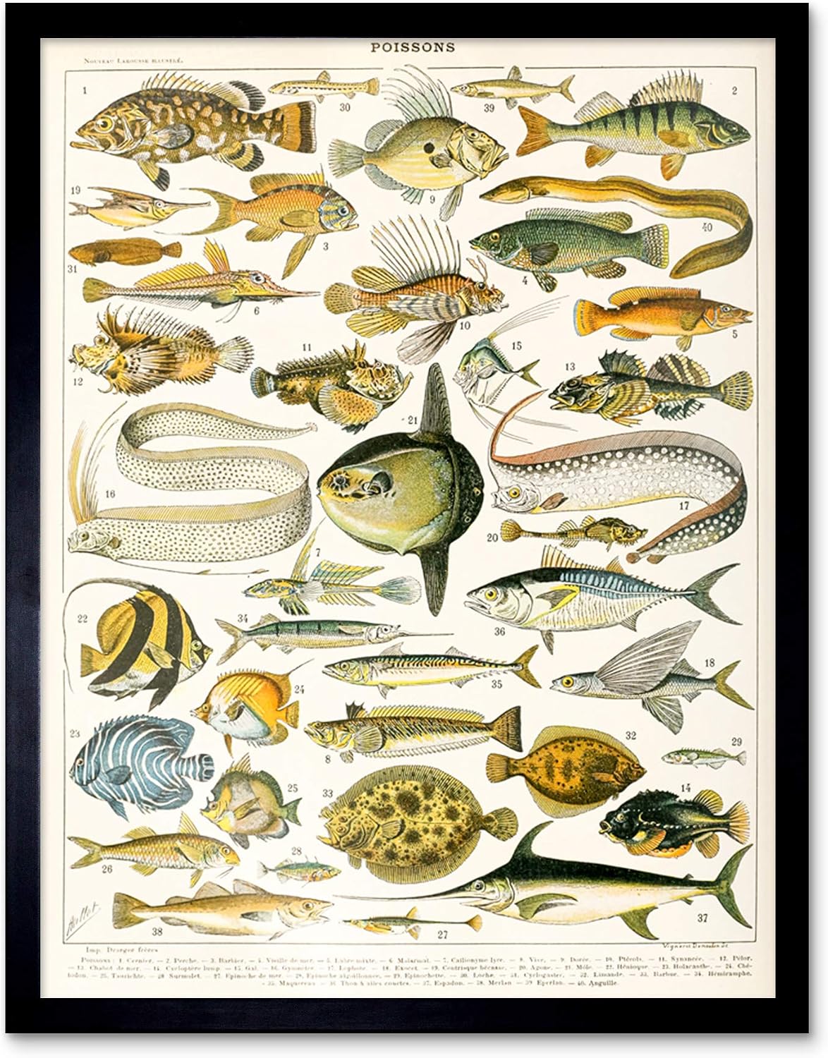 Artery8 Millot Encyclopedia Page Variety Sea Fish Art Print Framed Poster Wall Decor 12x16 inch