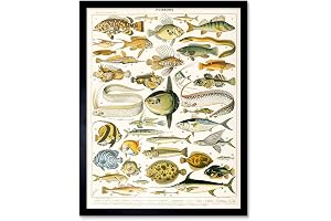 Variety Sea Fish