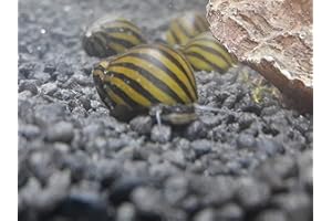 Topbilliger Tiere Zebra Rennschnecke Neritina turrita 5X