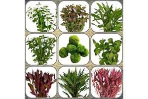 Daxton-Plant Algenkiller-Set, 5 Wasserpflanzen Bund + 1 Mooskugel, Aquariumpflanzen für Algen-Prophylaxe